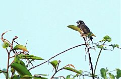 White-browed Purpletuft